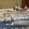 Bently Coffee Table 81665 in Champagne & Marble by Acme